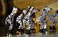 Lionking 0347